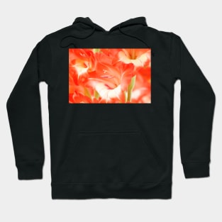 Gladiolus  'Daniella' Hoodie